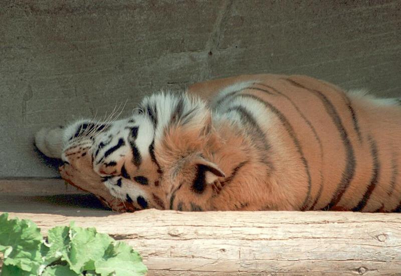 Hagenbeck Zoo tiger pics - I wouldn't have taken this with the 50 mm lens...; DISPLAY FULL IMAGE.