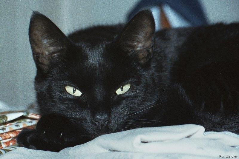 Cats: Black cats - Chantilly; DISPLAY FULL IMAGE.