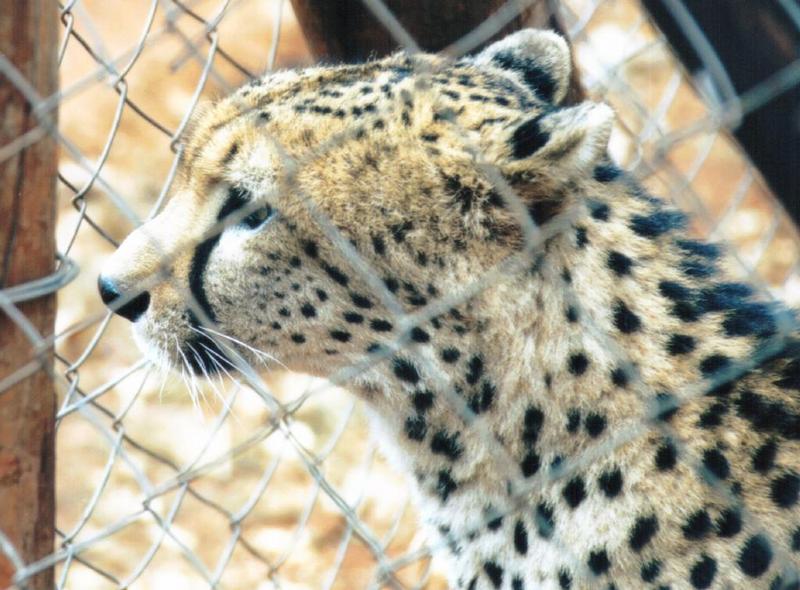 Re: More big cats from the Nairobi animal orphanage; DISPLAY FULL IMAGE.