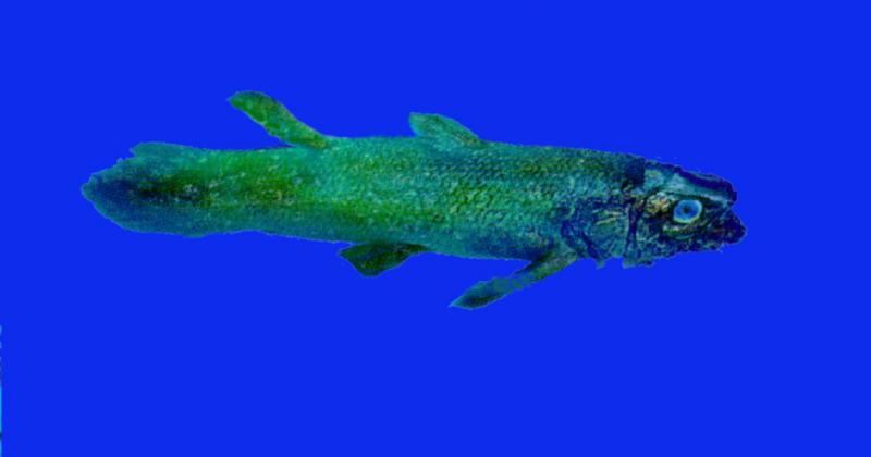 Coelacanth_J01-Closeup.jpg [1/1]; DISPLAY FULL IMAGE.