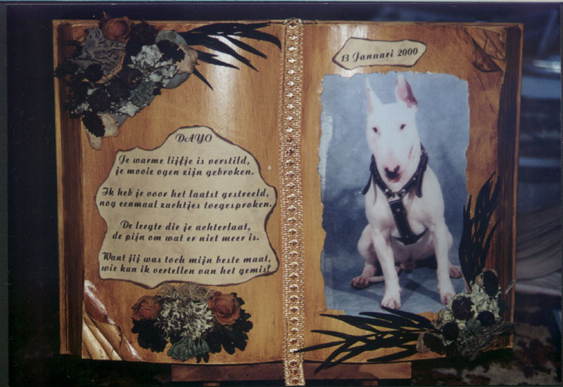 BULLTERRIER; DISPLAY FULL IMAGE.