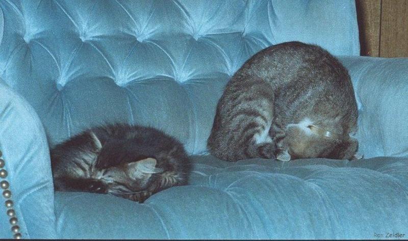 Cats: Just want to hide and make it go away?; DISPLAY FULL IMAGE.