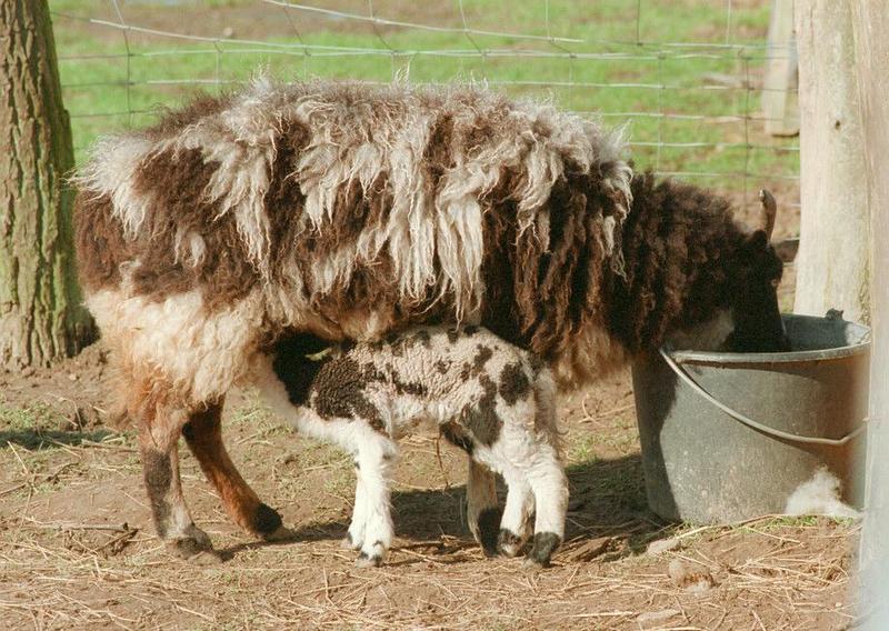 Double drink in Kruezen Animal Park - Sheep and lamb at the bar (simultaneously!); DISPLAY FULL IMAGE.