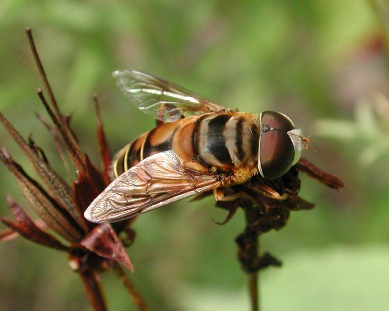 Drone Fly; DISPLAY FULL IMAGE.
