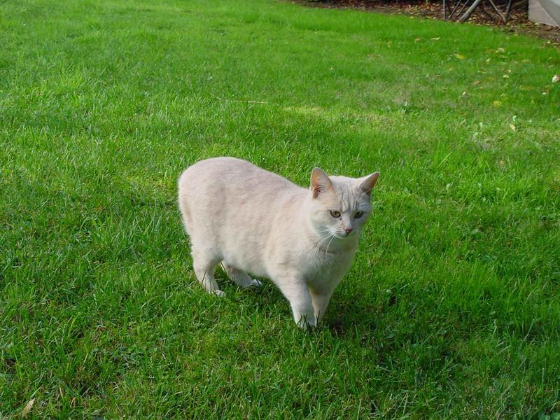 Yet another cat... (310k); DISPLAY FULL IMAGE.