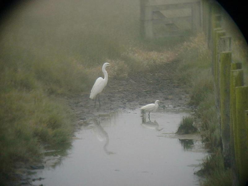 question--id bird; DISPLAY FULL IMAGE.