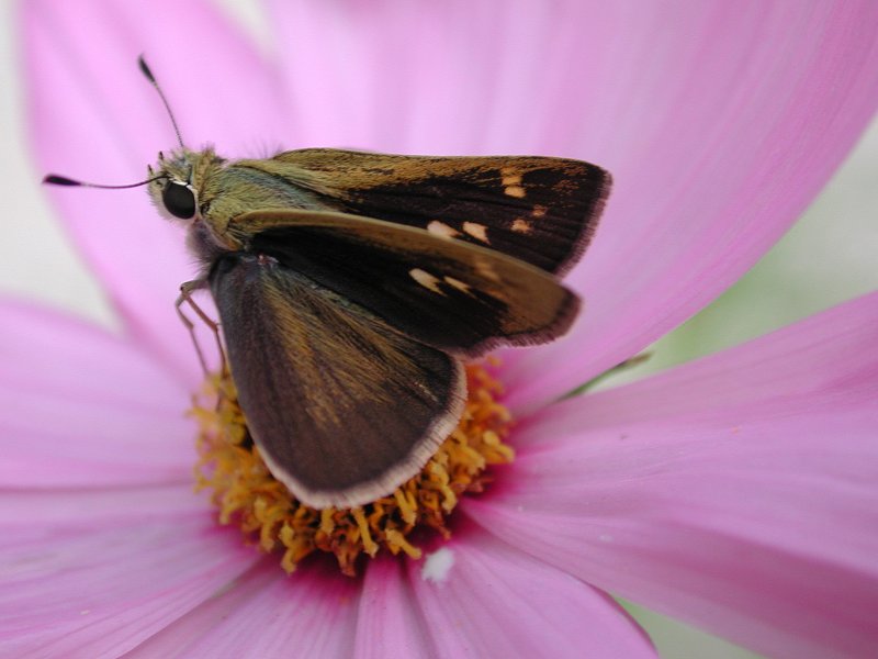 Butterflies a; DISPLAY FULL IMAGE.