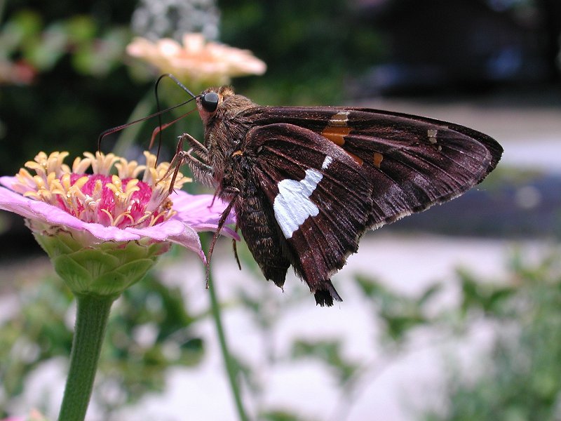 Butterflies b; DISPLAY FULL IMAGE.