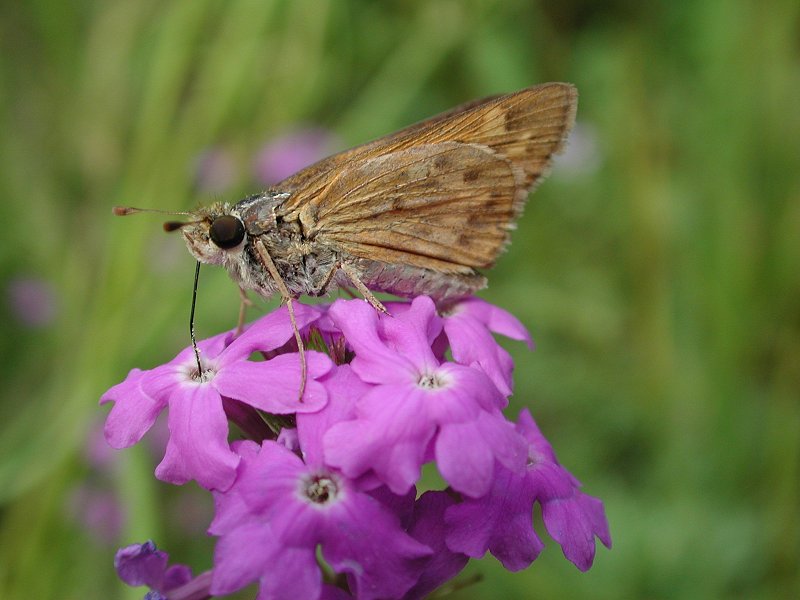 Butterflies e; DISPLAY FULL IMAGE.