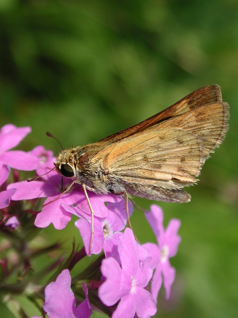 Butterflies f; DISPLAY FULL IMAGE.