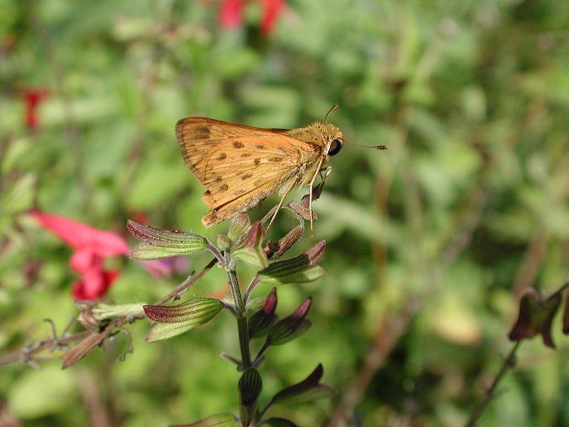 Little folded wing Skipper; DISPLAY FULL IMAGE.