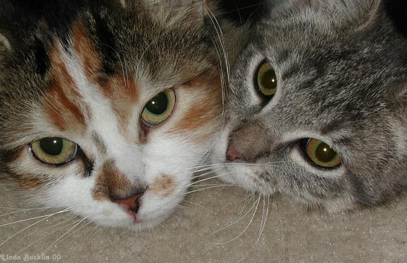 Cat Buddies; DISPLAY FULL IMAGE.