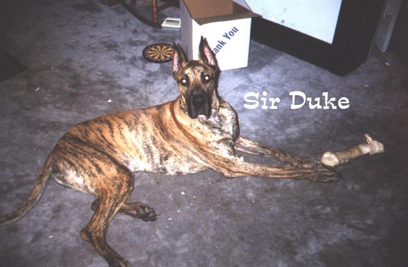 (Description) File 06 of 40 - Duke - 002.jpg (1/1); DISPLAY FULL IMAGE.
