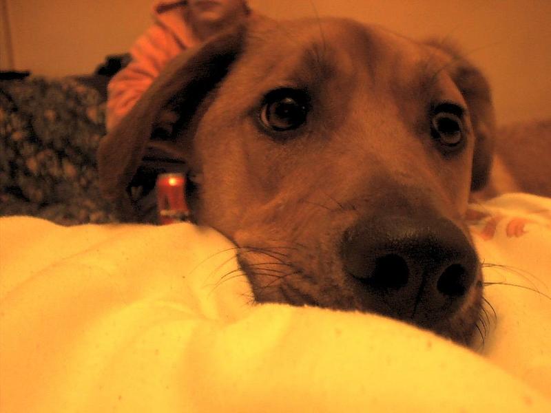 dogs came to visit cats; DISPLAY FULL IMAGE.