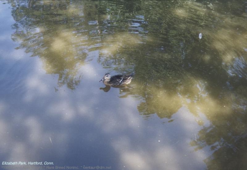 Summer in the Park: Eliz-Reflections1.jpg; DISPLAY FULL IMAGE.