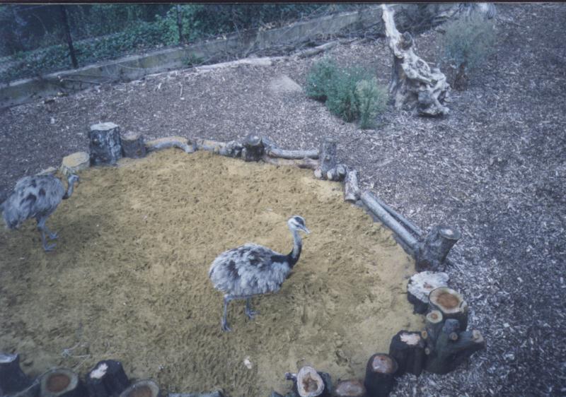 London Zoo: emus2.jpg; DISPLAY FULL IMAGE.