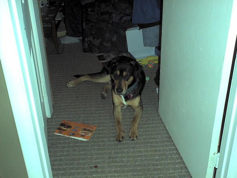 dogs came to visit cats; DISPLAY FULL IMAGE.