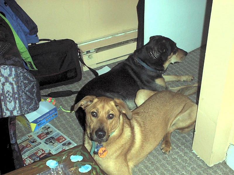 dogs came to visit cats; DISPLAY FULL IMAGE.
