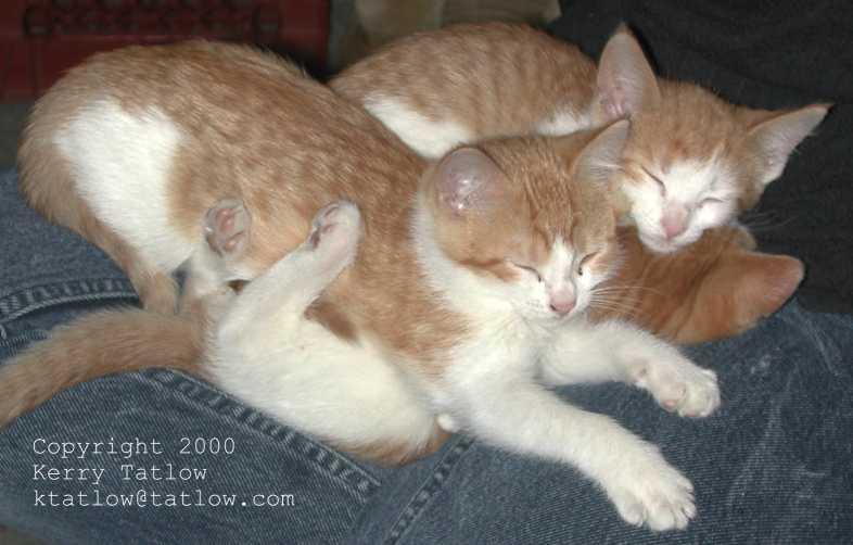 Kitties; DISPLAY FULL IMAGE.