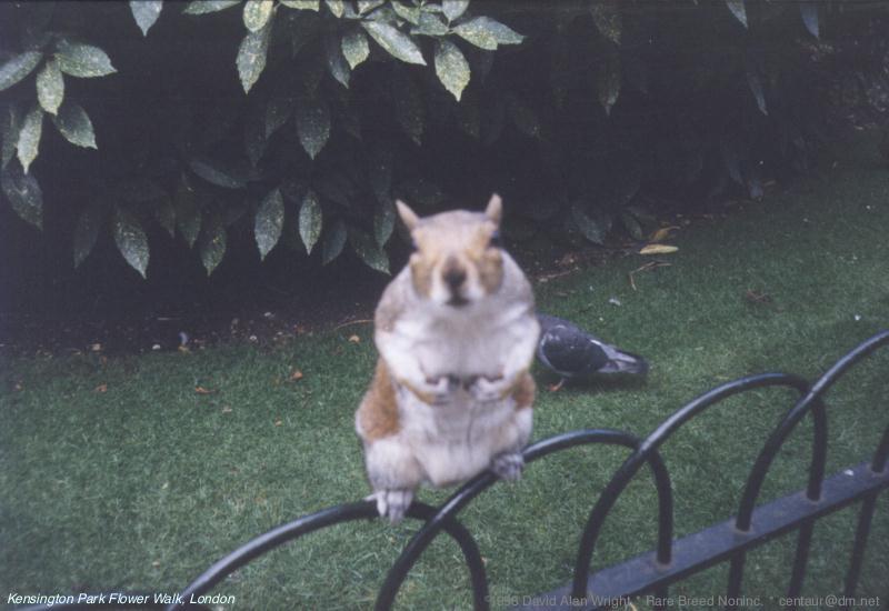 Re: ATTN:does anyone have pics of rabbits or squirrels? TIA!!; DISPLAY FULL IMAGE.
