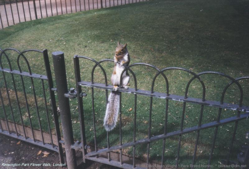 Re: ATTN:does anyone have pics of rabbits or squirrels? TIA!!; DISPLAY FULL IMAGE.