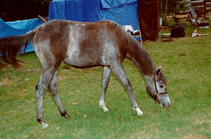 horse02.jpg; DISPLAY FULL IMAGE.
