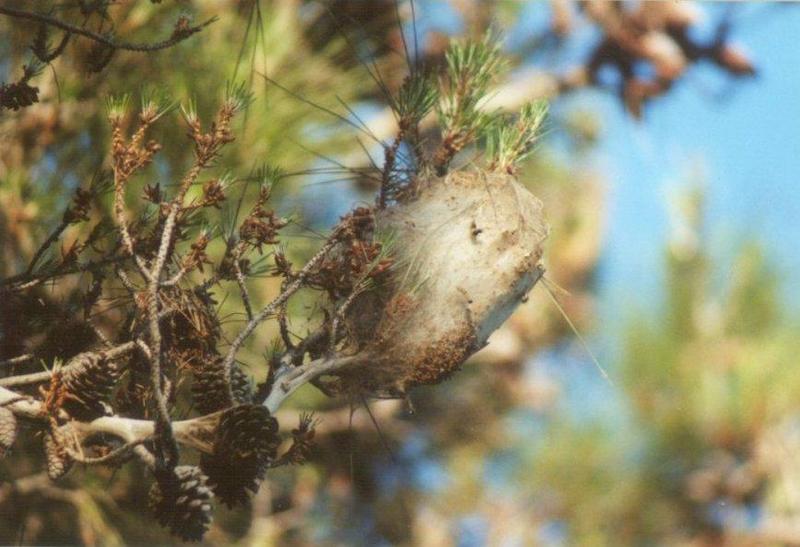 Insects from Greece 3 - Caterpillar_nest.jpg; DISPLAY FULL IMAGE.