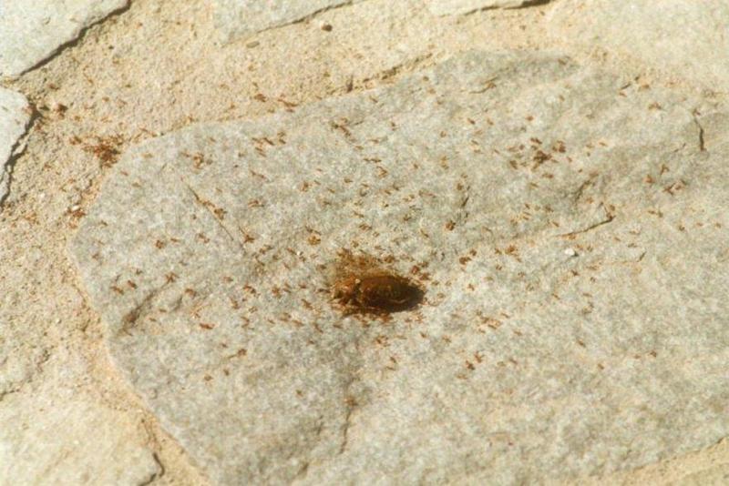 Insects from Greece 3 - Dead beetle with ants; DISPLAY FULL IMAGE.