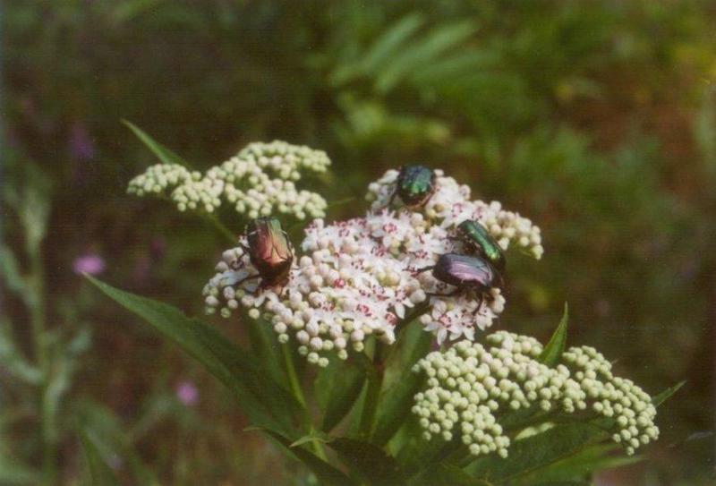 Insects from Greece 1 - Beetles.jpg; DISPLAY FULL IMAGE.