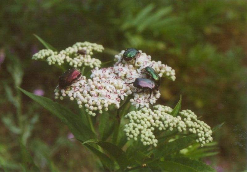 Insects from Greece 1 - Beetles2.jpg; DISPLAY FULL IMAGE.