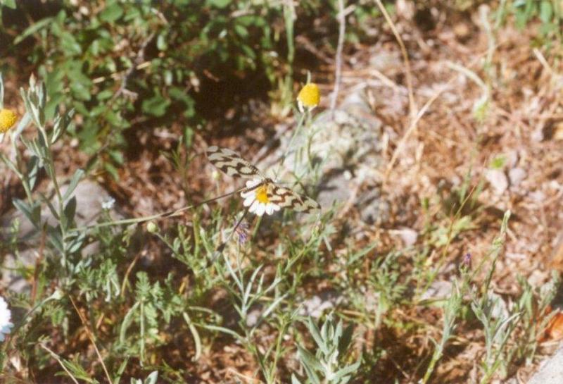 Insects from Greece 2 - Unknown_insect1.jpg; DISPLAY FULL IMAGE.