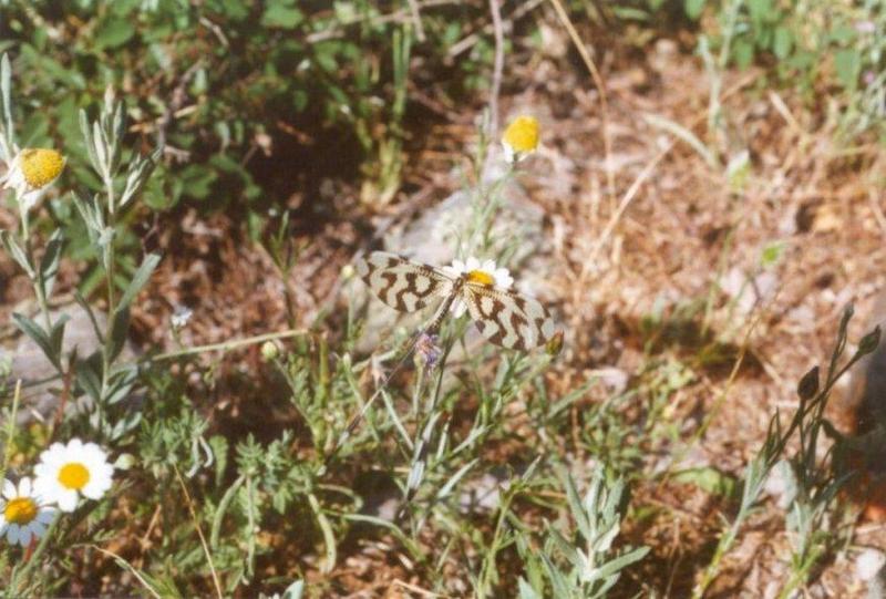 Insects from Greece 2 - Unknown_insect2.jpg; DISPLAY FULL IMAGE.