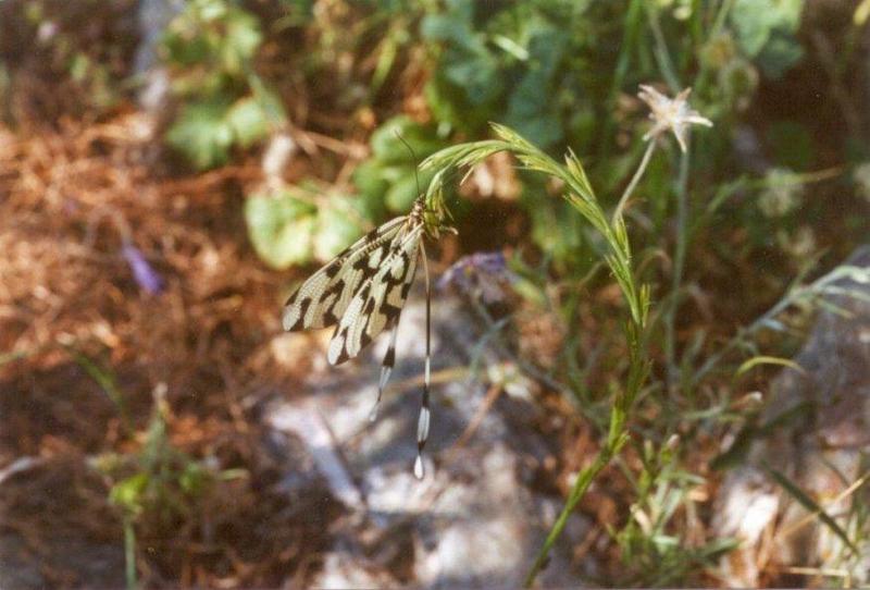 Insects from Greece 2 - Unknown_insect4.jpg; DISPLAY FULL IMAGE.