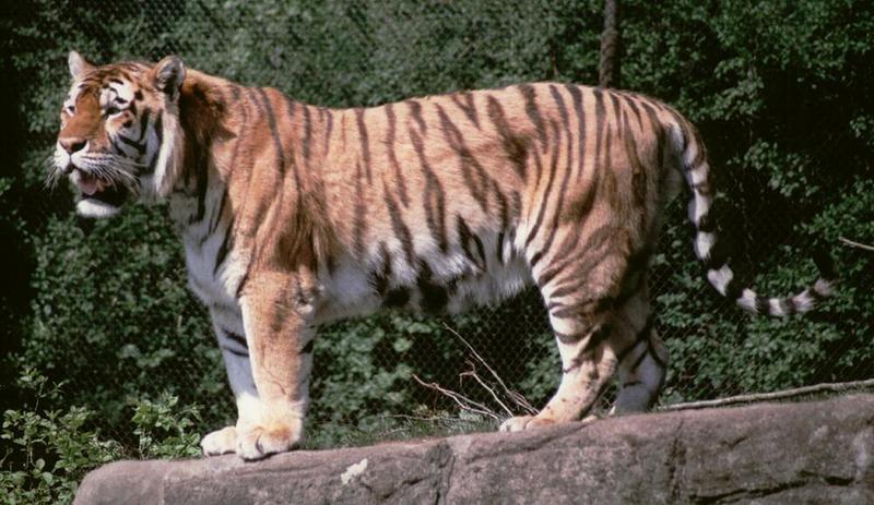 Hagenbeck Zoo Tiger Gang continued - Daddy Tiger posing for the camera; DISPLAY FULL IMAGE.
