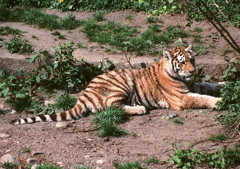 And yet another tiger girl - one of the rare motionless moments; DISPLAY FULL IMAGE.
