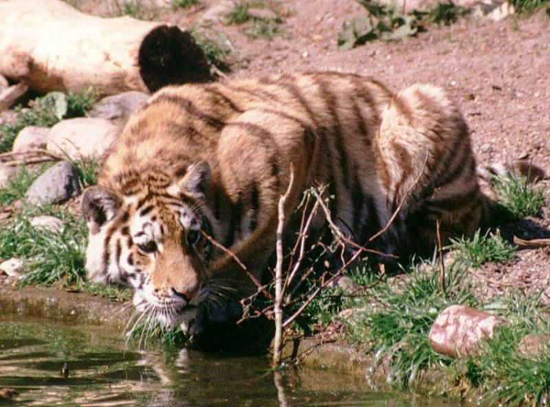 Hagenbeck Zoo - Tigers, what else? - One of the kids at the bar; DISPLAY FULL IMAGE.