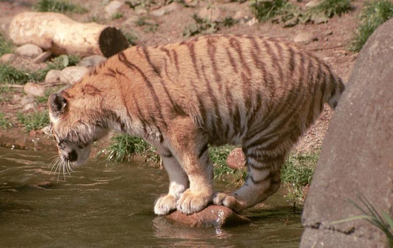After the long tailed coati... here's a cat with no tail... and 4 new pics on my page; DISPLAY FULL IMAGE.