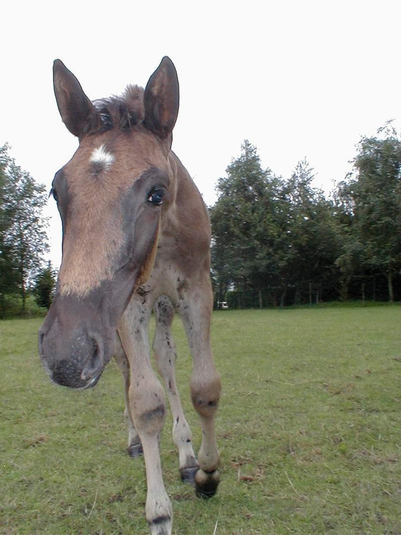 the foal of Hanna; DISPLAY FULL IMAGE.