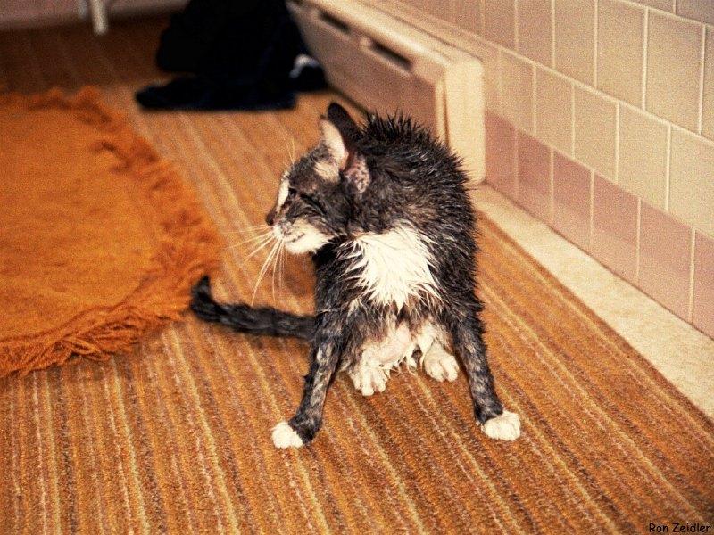 Cats: Go back to bed.  You look terrible!; DISPLAY FULL IMAGE.