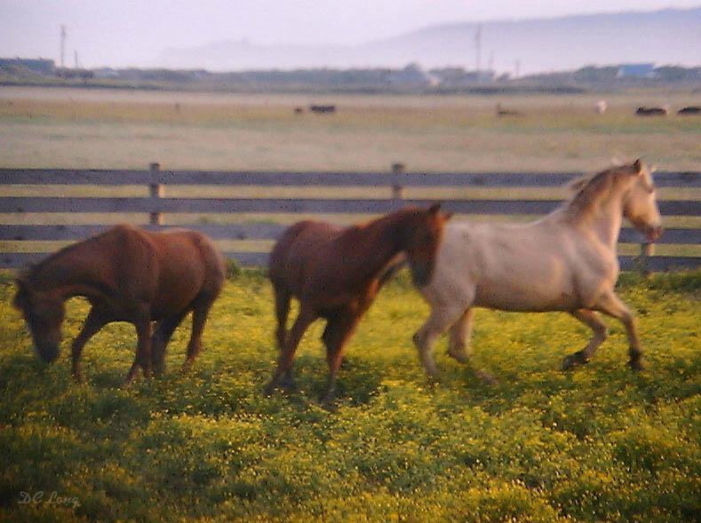 running horses; DISPLAY FULL IMAGE.