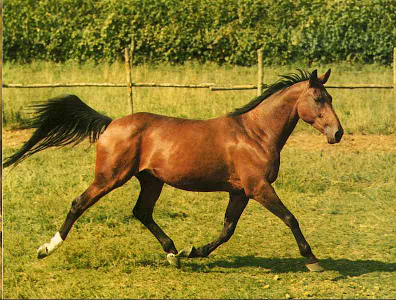 Horses003; DISPLAY FULL IMAGE.