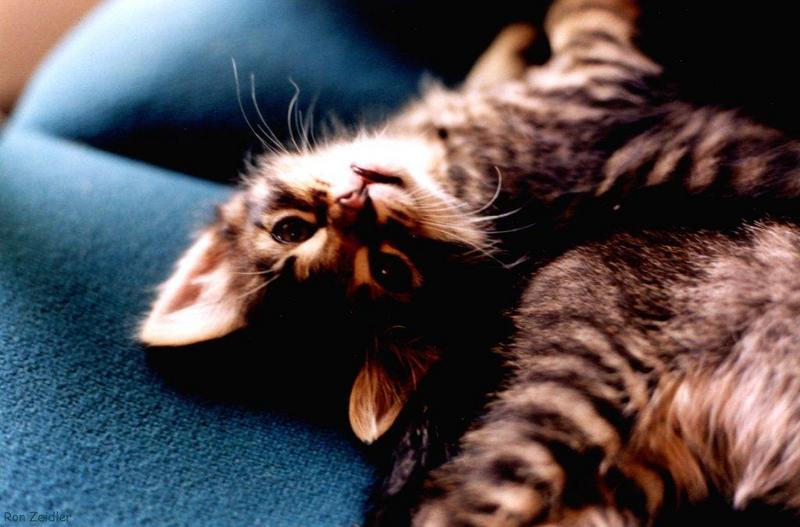 Kittens; DISPLAY FULL IMAGE.