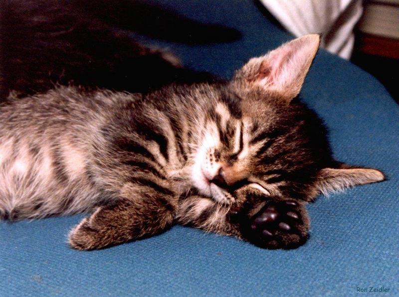Kittens; DISPLAY FULL IMAGE.