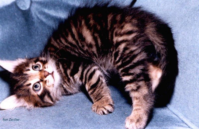 Kittens; DISPLAY FULL IMAGE.