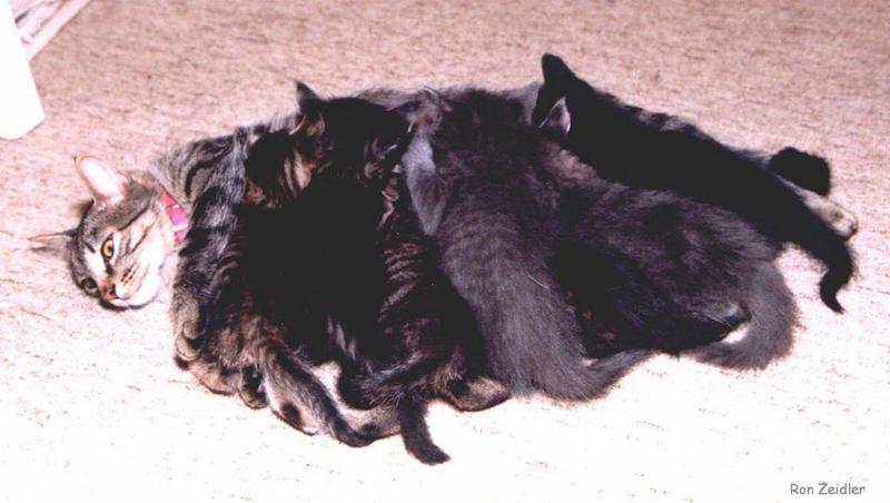Kittens; DISPLAY FULL IMAGE.