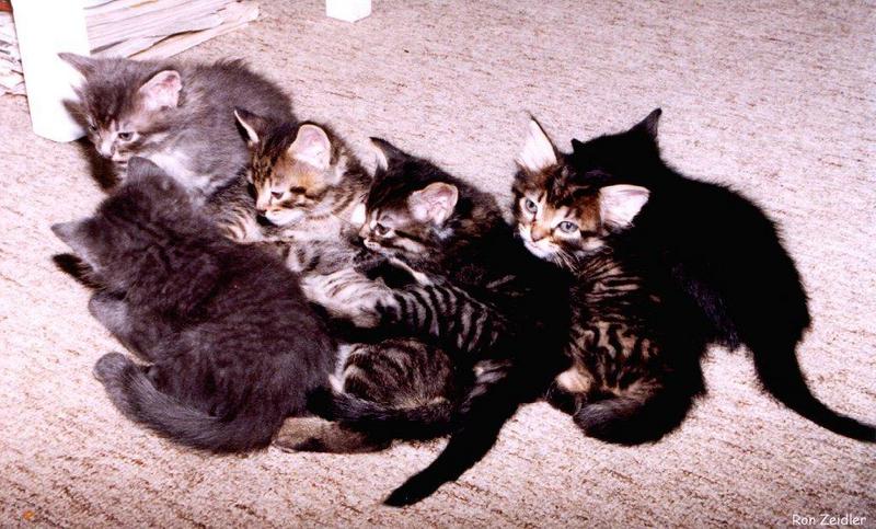 Kittens; DISPLAY FULL IMAGE.