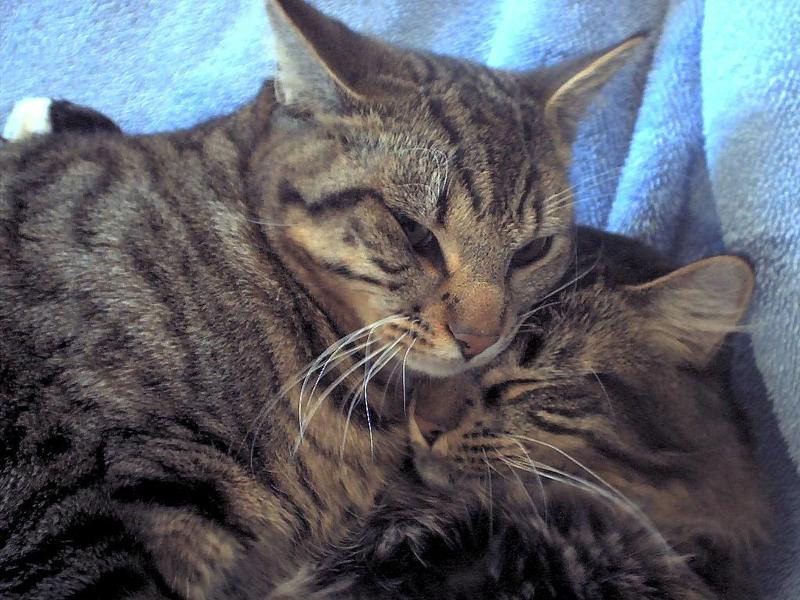 ziggy, and sylvester; DISPLAY FULL IMAGE.