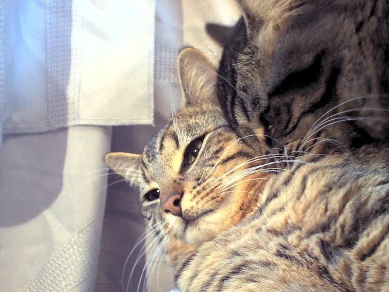 ziggy, and sylvester; DISPLAY FULL IMAGE.
