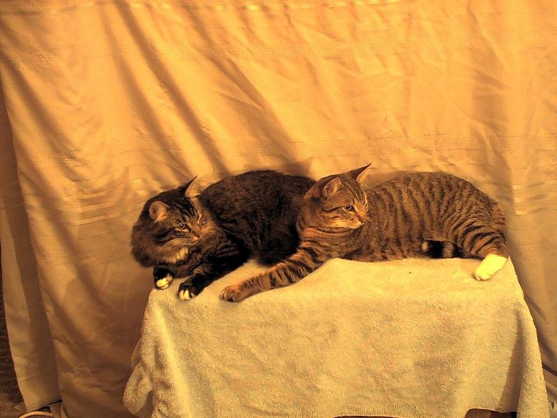 sylvester, ziggy; DISPLAY FULL IMAGE.