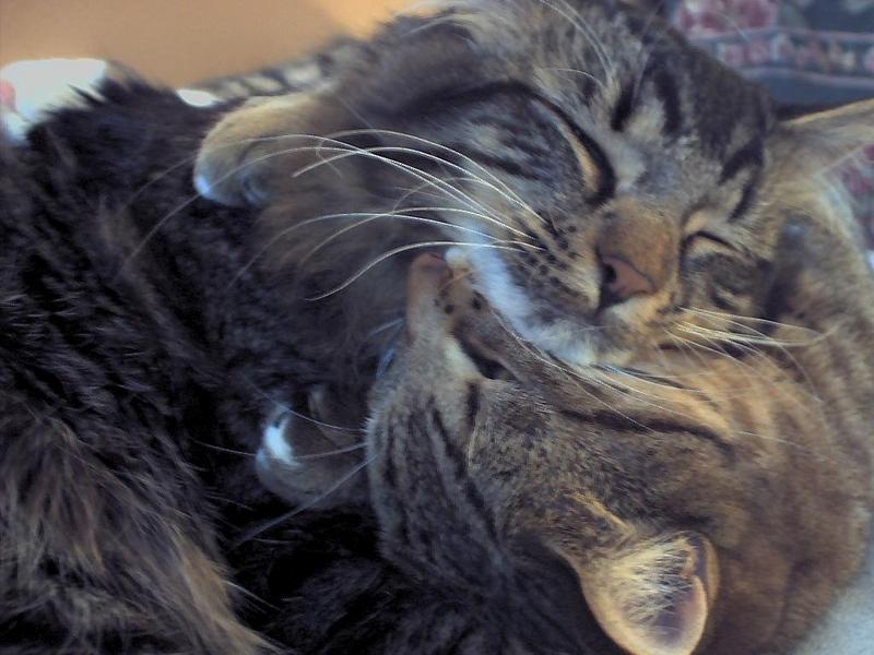 ziggy, sylvester; DISPLAY FULL IMAGE.
